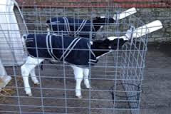 Cosy Calf Jackets