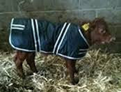 Cosy Calf Jackets 10 Pack